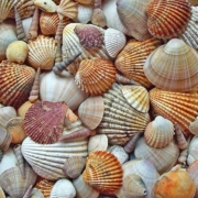 coquillages